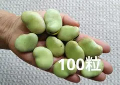 ジャンボそら豆の種　１００粒 — image 1