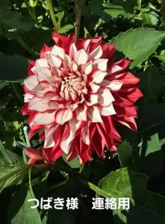 つばき様　連絡用 — image 1