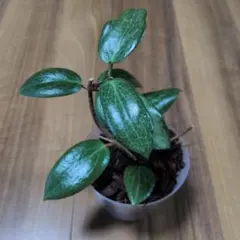Hoya fitchii — image 1