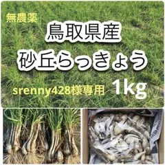 鳥取県産 砂丘らっきょう 1kg srenny428様専用 — image 1