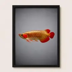 W137★A4ポスター アロアナ 熱帯魚 — image 1