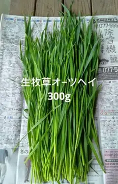 生牧草オ−ツヘイ★300g★訳あり★農薬、除草剤不使用 — image 1