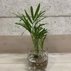 早い者勝ち‼️【❤️人気観葉植物❤️】テーブルヤシ　５株　水耕栽培 — image 1