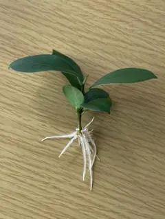 ガジュマル水耕栽培　日・月曜日に発送 — image 1
