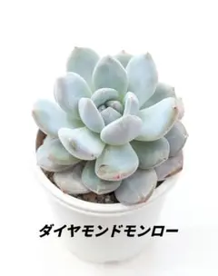 MKJ様 リクエスト 3点 まとめ商品 — image 1