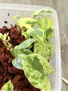 しょう様用⭐︎エクセレント、グローバルセット — image 1