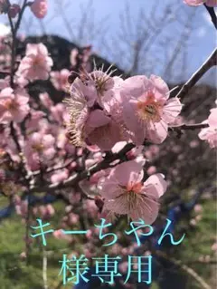 キーちやん様 — image 1