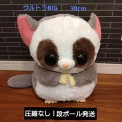 むっちりショウガラゴ　ウルトラBIG 【目に薄い線傷あります】 — image 1