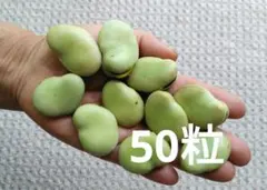 ジャンボそら豆の種　５０粒 — image 1