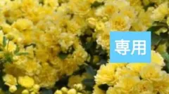 Hannah様専用 — image 1