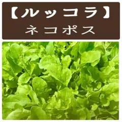 農家直送【減農薬栽培 ルッコラ】ネコポス — image 1