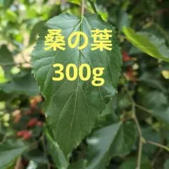 【匿名配送】桑の葉 300g　ネコポス箱いっぱい — image 1