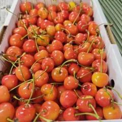 M　加工用　紅秀峰　画像が現物　１ｋｇ — image 1