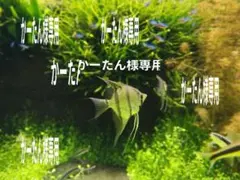 かーたん様専用 — image 1
