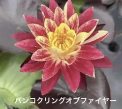 耐寒性睡蓮　【バンコクリングオブファイアー】2株 — image 1