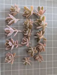 専用出品 — image 1