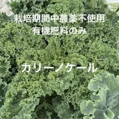 カリーノケール　　ネコポス — image 1