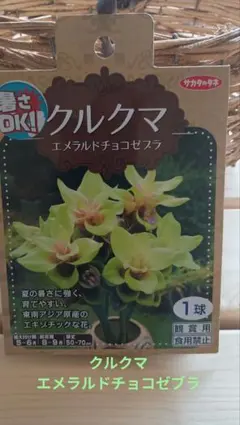クルクマ エメラルドチョコゼブラ　1球 — image 1