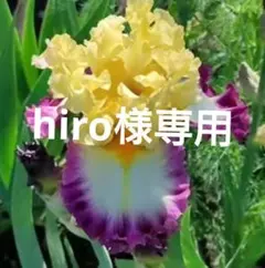 hiro様専用　ジャーマンアイリス — image 1