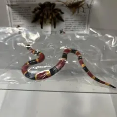有毒危険動物大全 サンゴヘビ — image 1