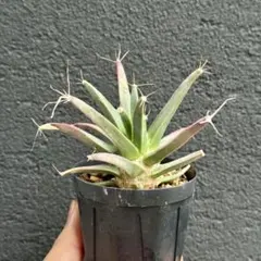 レウクテンベルギア　仔吹き晃山 — image 1
