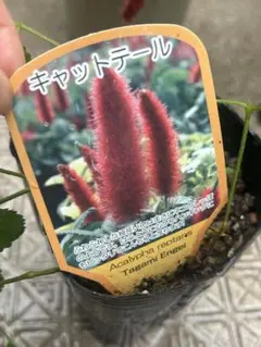 キャットテール Acalypha reptans 苗 — image 1