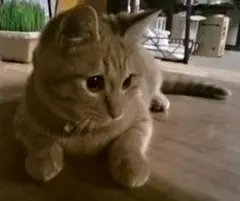 仔猫の写真 — image 1