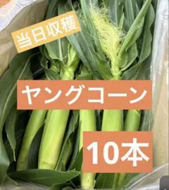 621【ご購入後収穫】ゴールドラッシュ　ヤングコーン　10本 — image 1