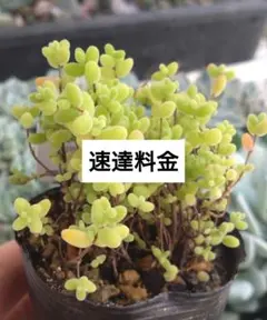 速達料金 — image 1