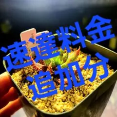 速達料金追加分 — image 1
