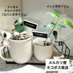 インドボダイジュ　コバンボダイジュ — image 1