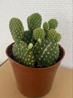 金烏帽子キンエボシ（サボテン・多肉植物）元気な株 — image 1