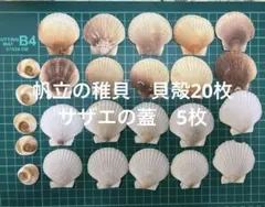 帆立の稚貝貝殻20枚・サザエの蓋5個セット — image 1