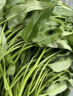 自家栽培　空芯菜　300g — image 1