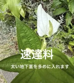 速達料 — image 1