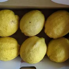 農薬不使用レモン　大玉 — image 1
