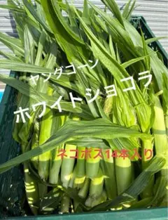 【本日発送❗️】 ホワイトショコラ　ヤングコーン14本入り — image 1
