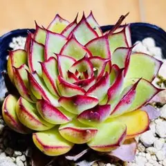 多肉植物❣️ファイヤーフライ❣️韓国苗育成 抜き苗 f61 — image 1